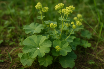 natürliche frische Frauenmantelkrautpflanze 